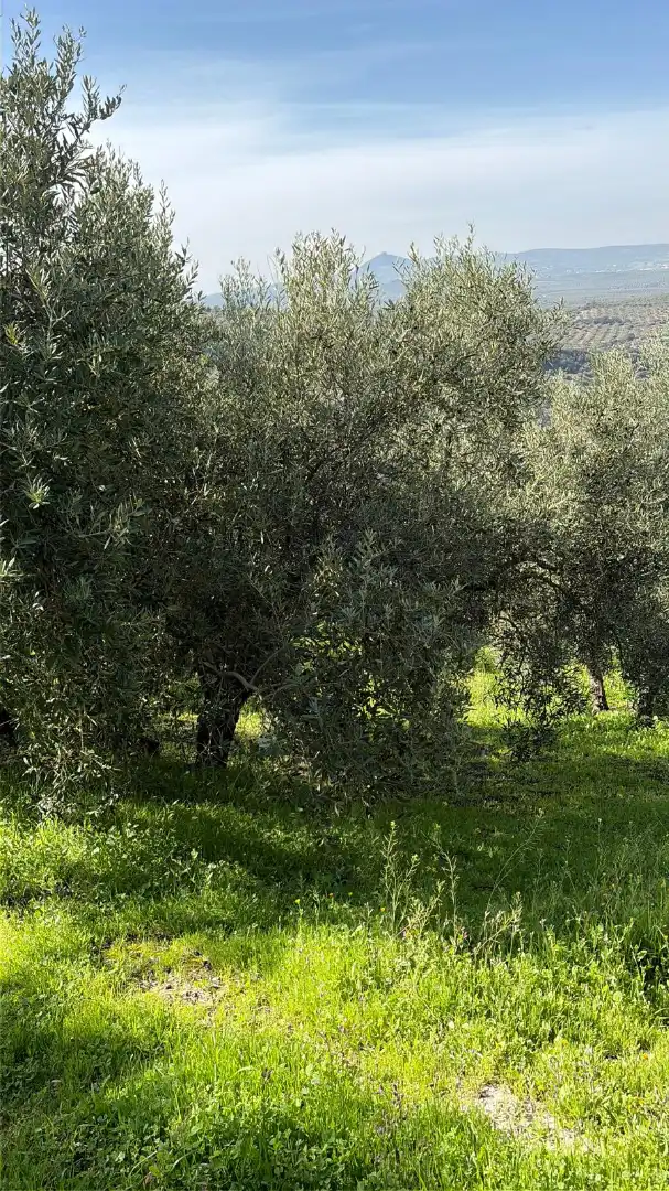 Rural land for sale in Poleares, imagen 13