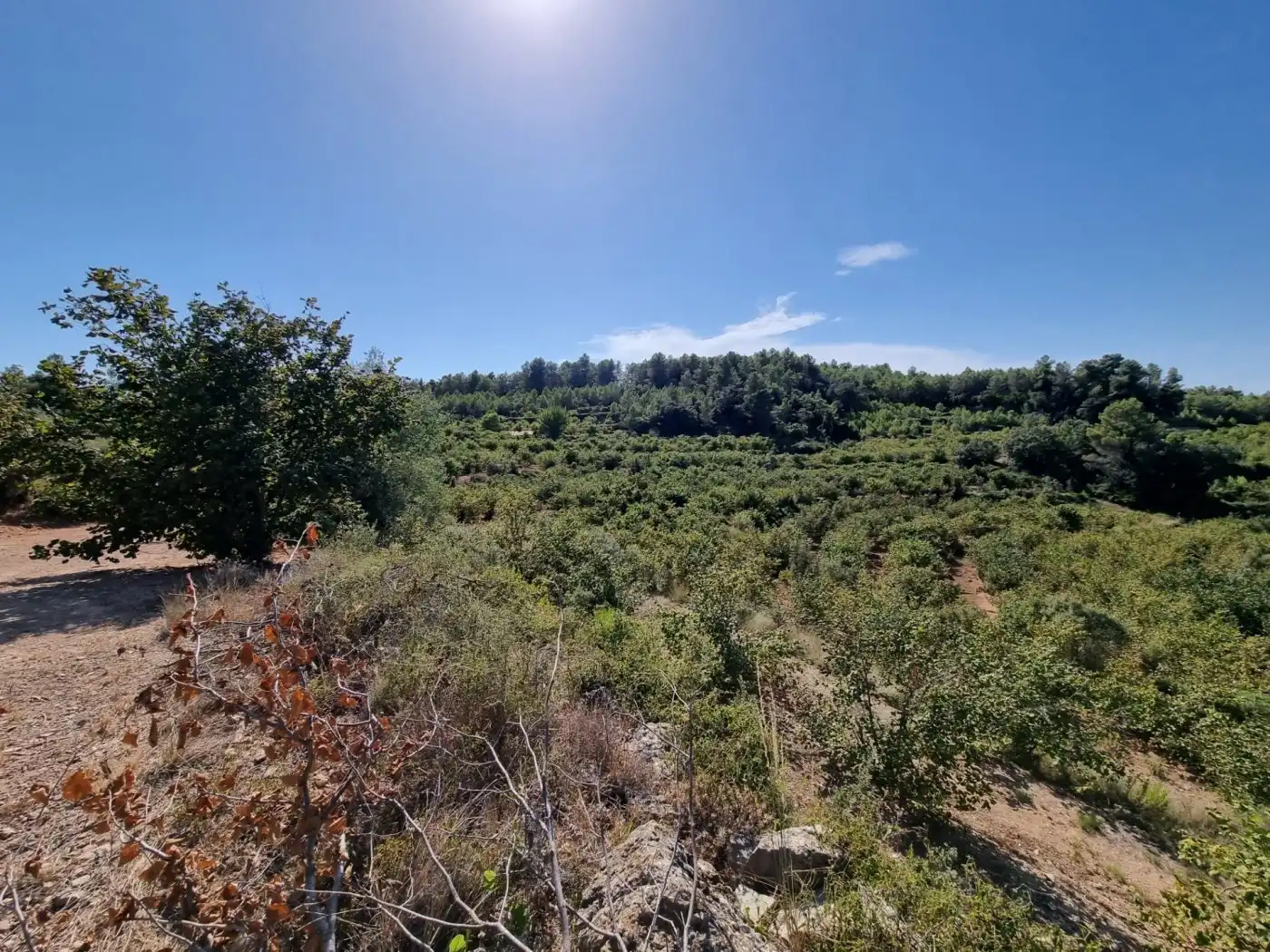 Terrain rustique à vendre à Tivissa, imagen 15
