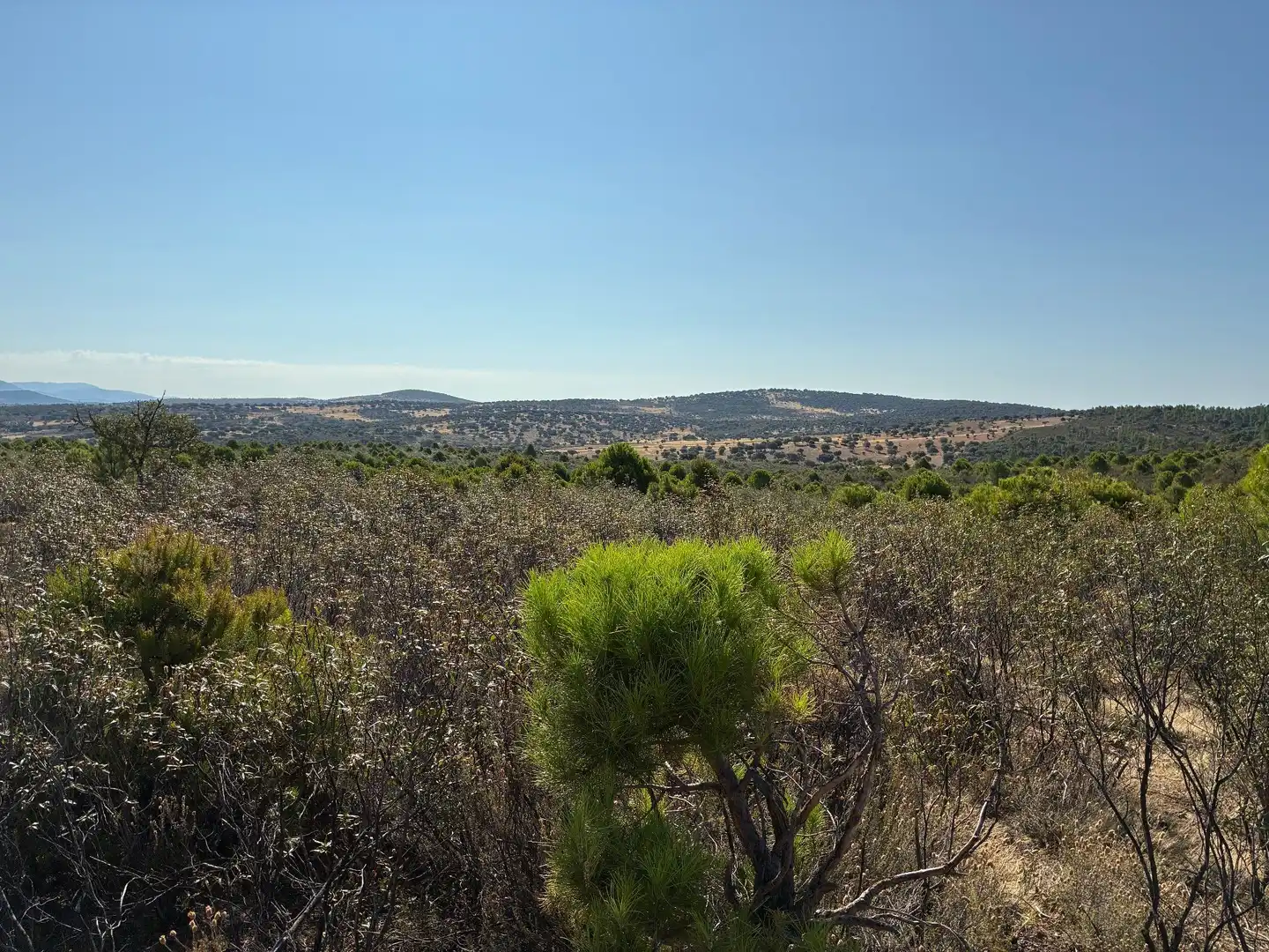 Rural land for sale in Puerto de San Vicente, imagen 8