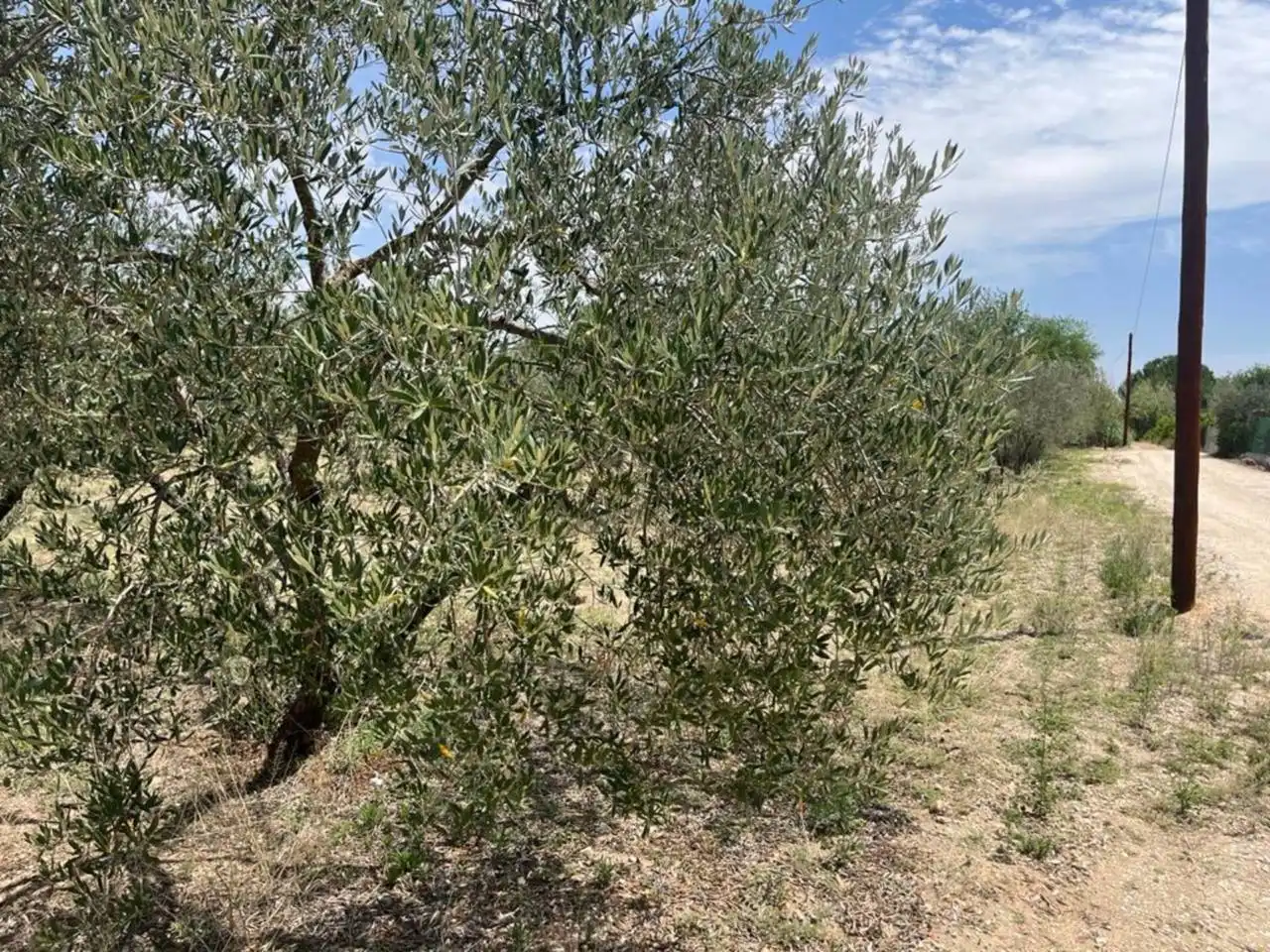 Wohnbaugrundstück zum Verkauf in Morón de la Frontera, imagen 3