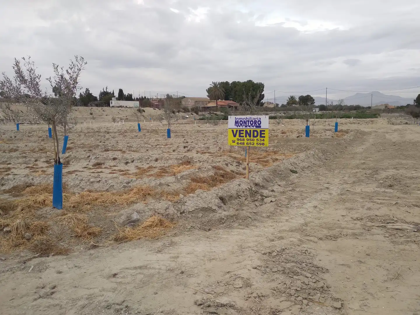 Terreny rústic en venda a Camino de la Almazara 226, imagen 4
