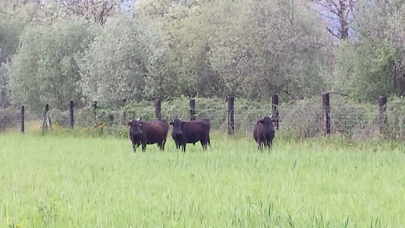 Terreni e lotti in vendita a Paraje Dehesa el Gamo 2, imagen 4