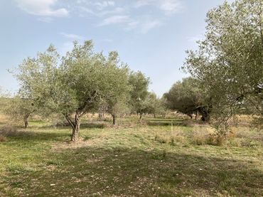 Terreno rustico in vendita a Partida de Vistabella