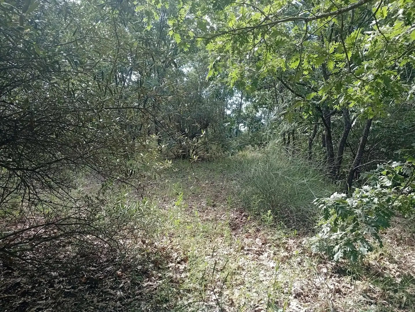 Terreni e lotti in vendita a Losar de la Vera, imagen 38