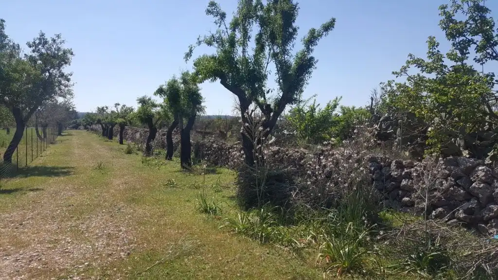 Maison rustique à vendre à Maria de la Salut, imagen 10