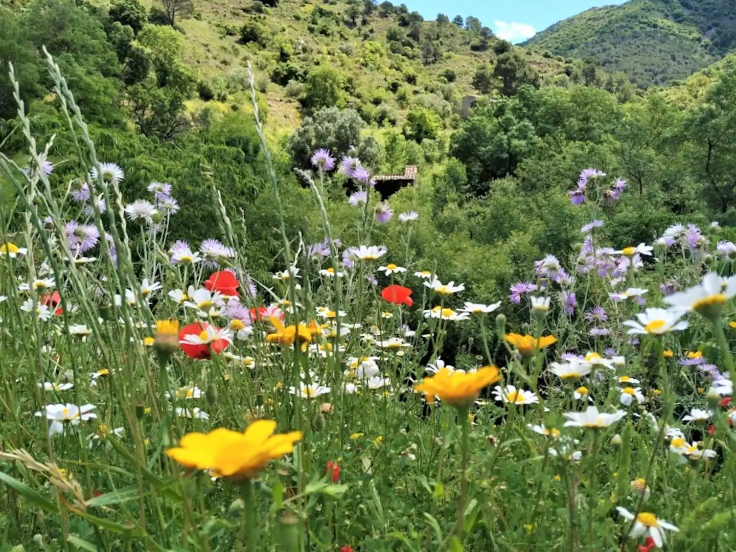 Jardín de Casa o chalet en venta en Porrera con Calefacción, Jardín privado y Terraza