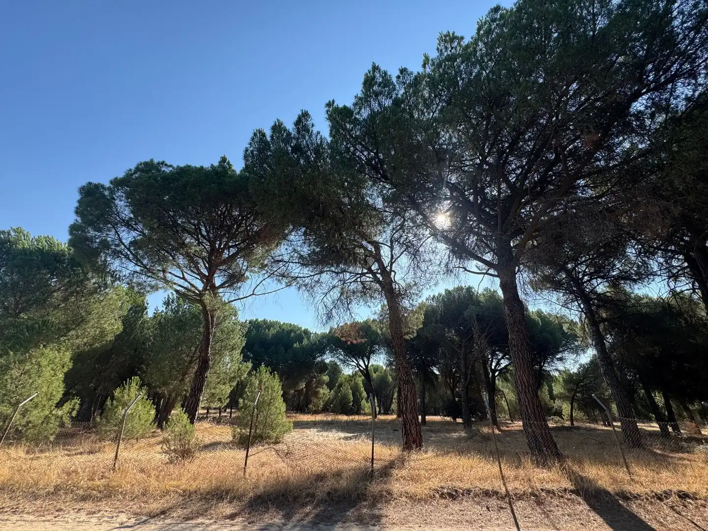 Rural land for sale in Camino del Serrano, imagen 10