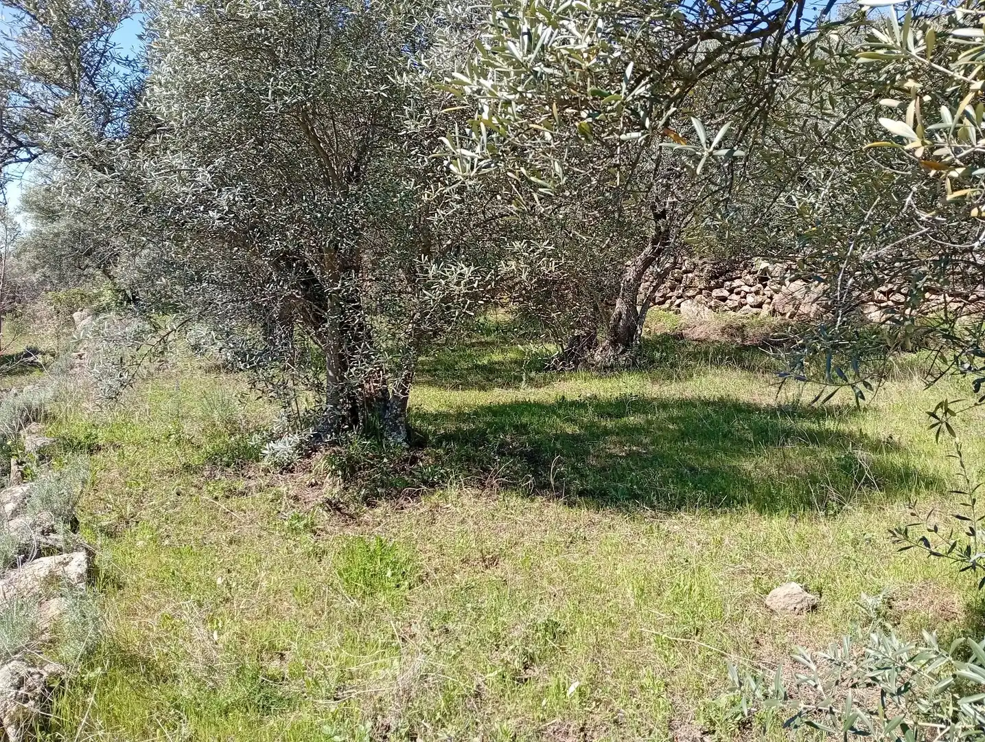 Terreni e lotti in vendita a Valverde de la Vera, imagen 54