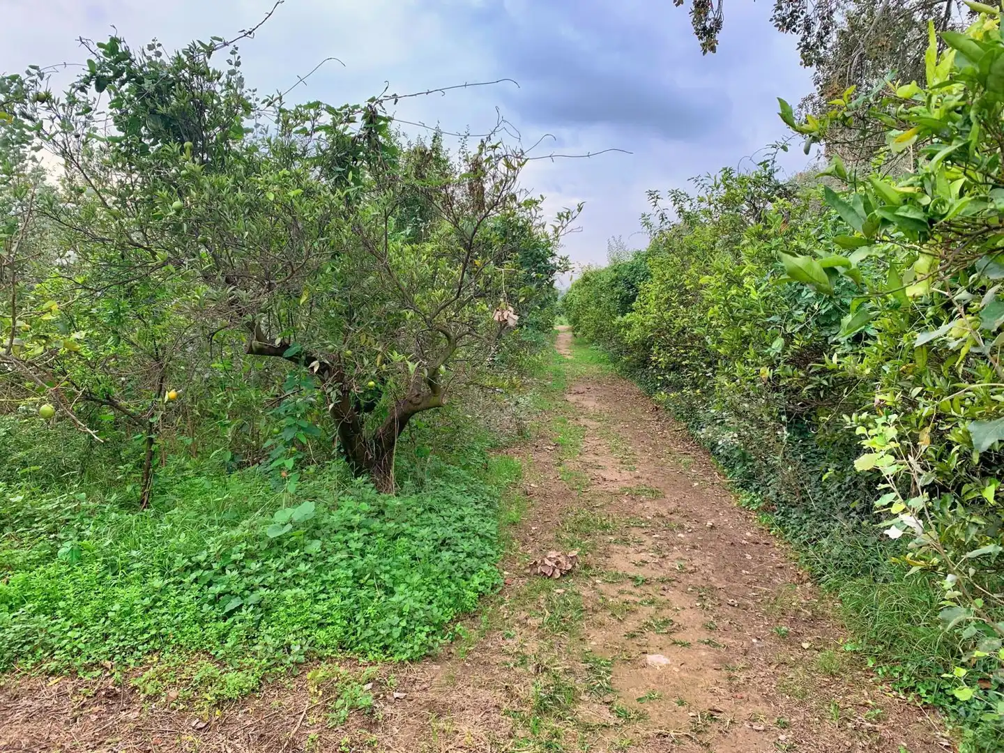 Finca rústica en venda en Tortosa