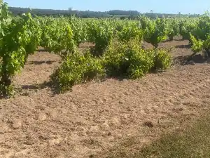 Terreno en venta en L'Arboç