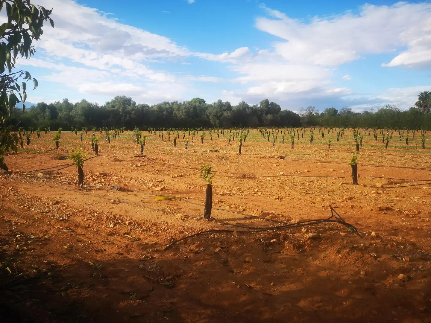 Terreno residenziale in vendita a Ulldecona, imagen 11