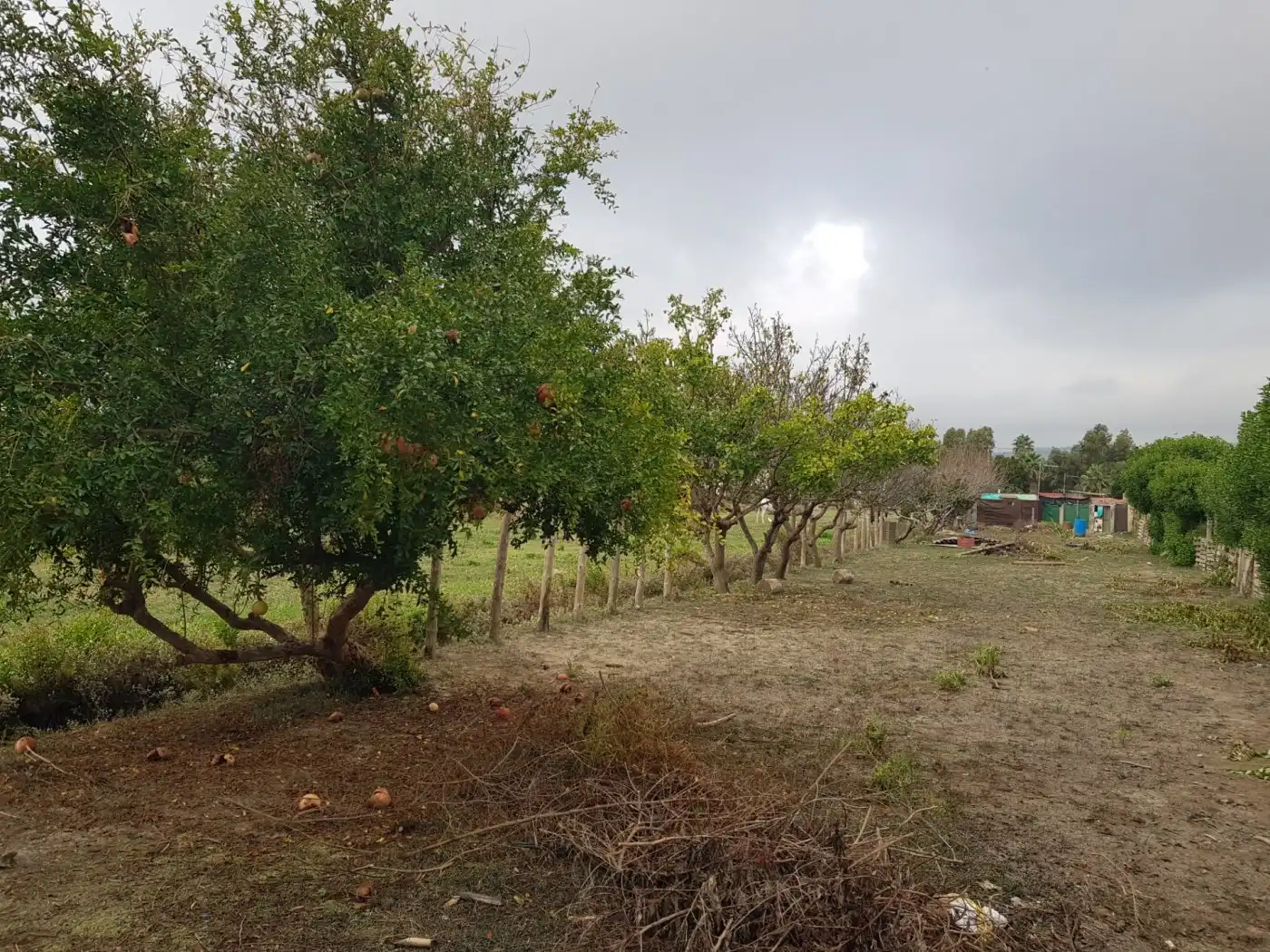 Maison rustique à vendre à Eucaliptus- Poble Nou del Delta, imagen 39
