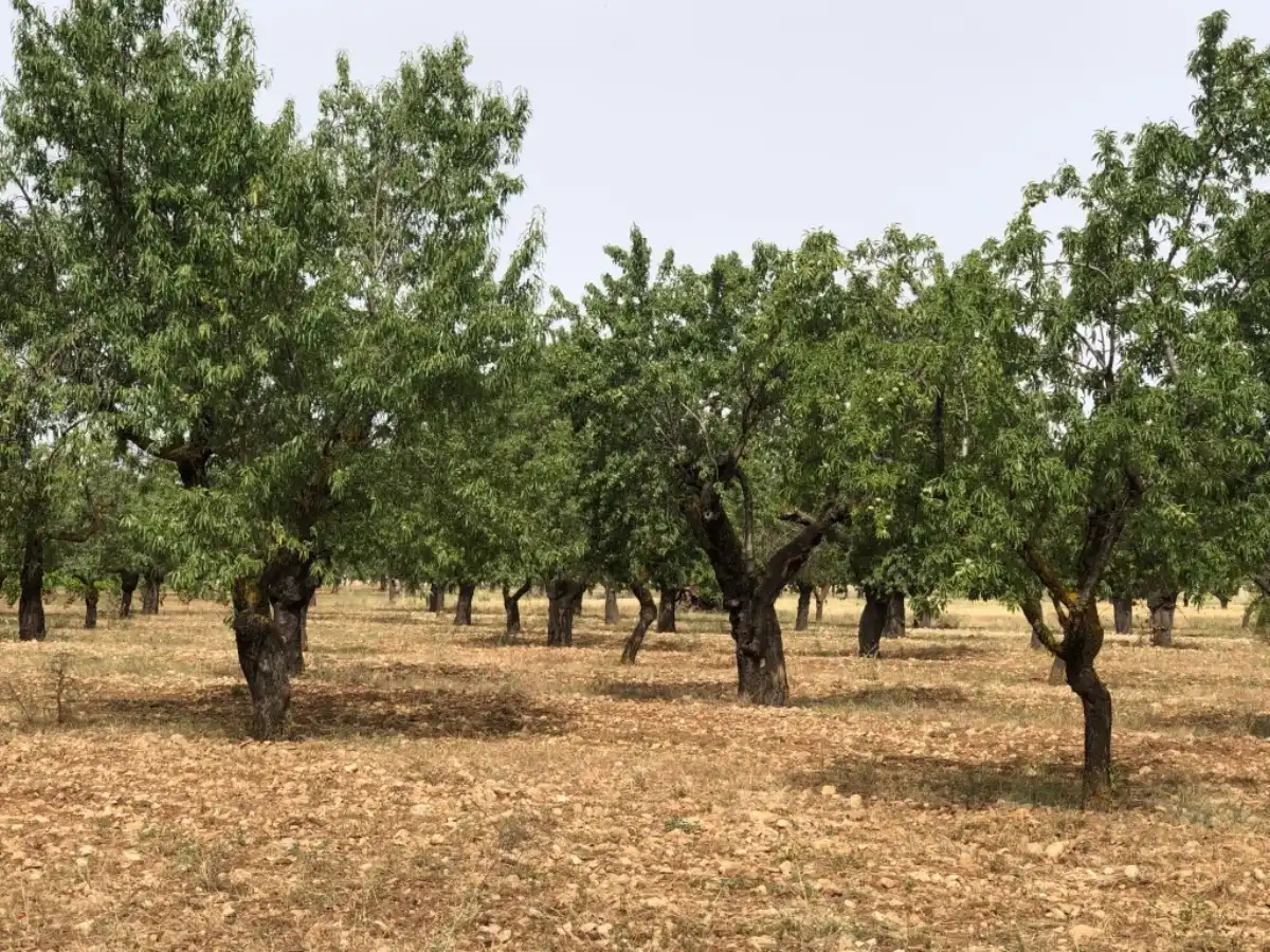 Rural land for sale in Horta de Sant Joan, imagen 4