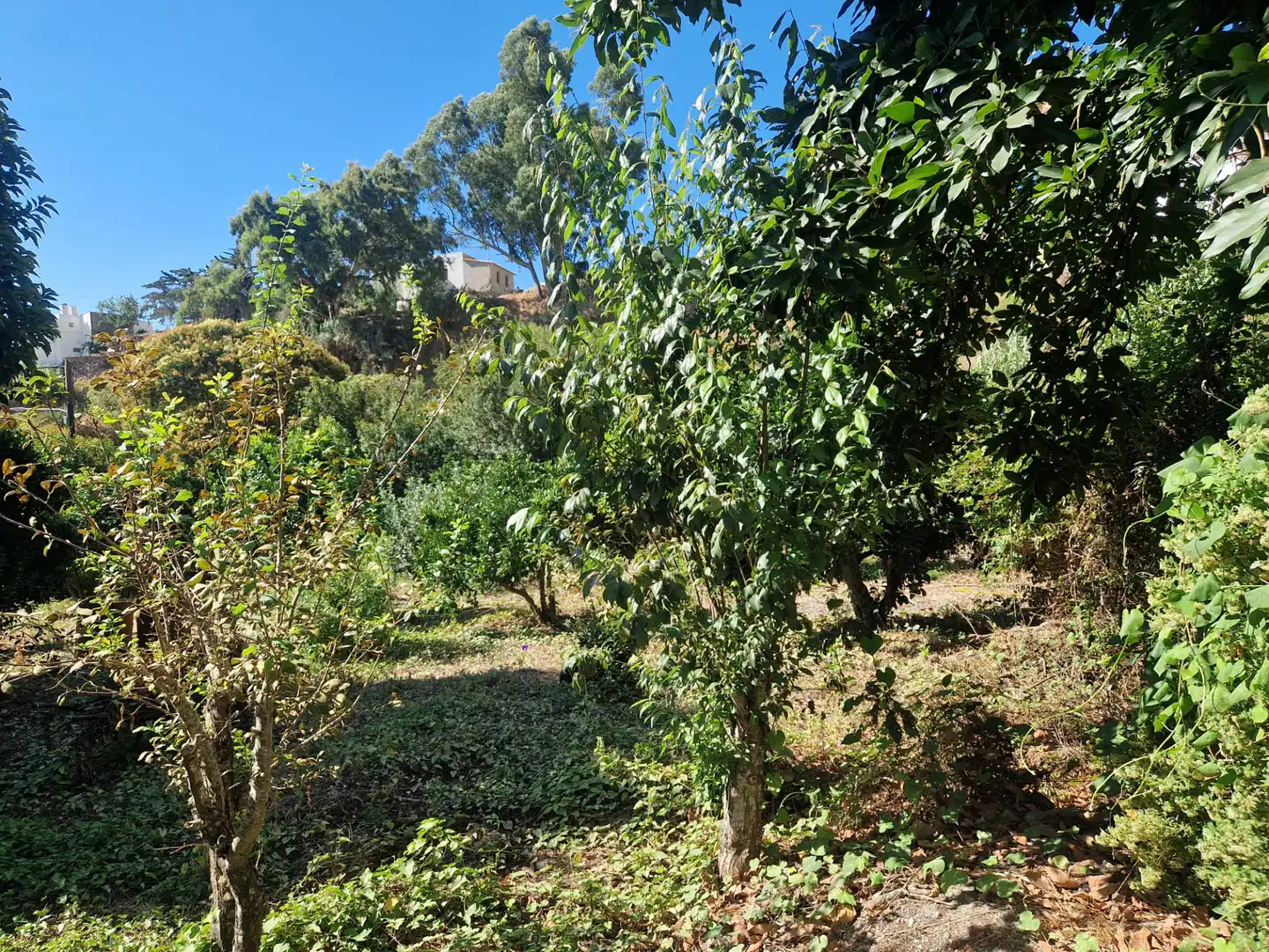 Casa o xalet en venda en Teror amb Calefacció, Jardí privat i Terrassa