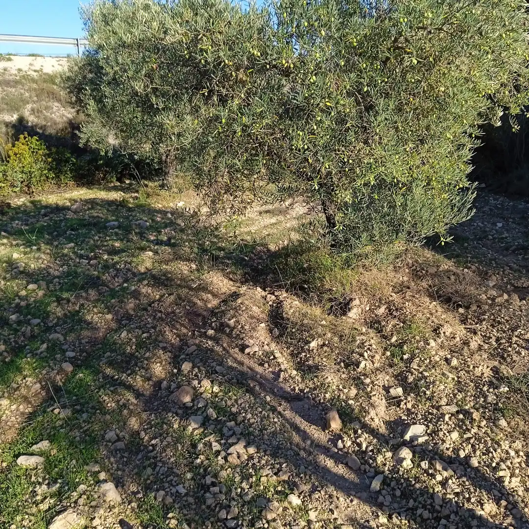Terreny rústic en venda a La Romana, imagen 7