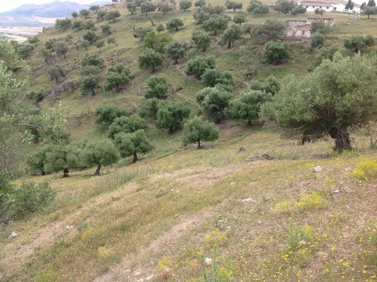 Terreni e lotti in vendita a Cañete la Real, imagen 2