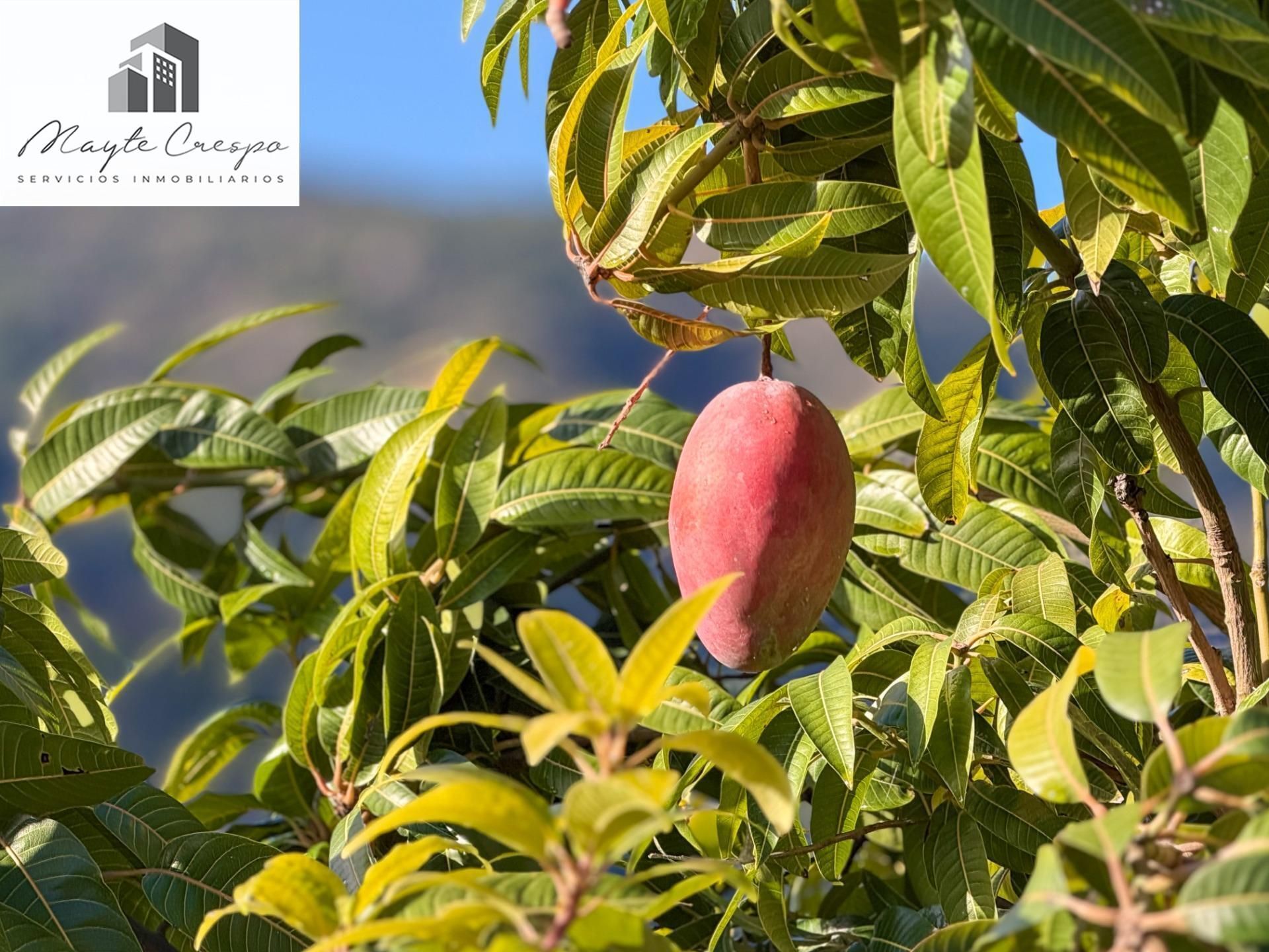 Jardí de Finca rústica en venda en Los Guájares amb Terrassa i Traster