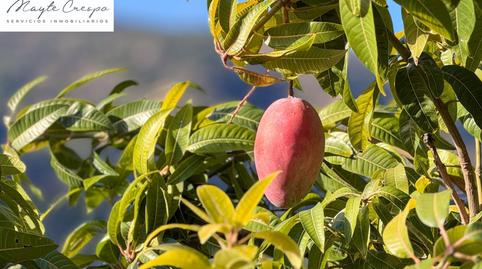 Foto 3 de Finca rústica en venda a Calle Diseminados, Pol-8 Par-359, Los Guájares, Granada