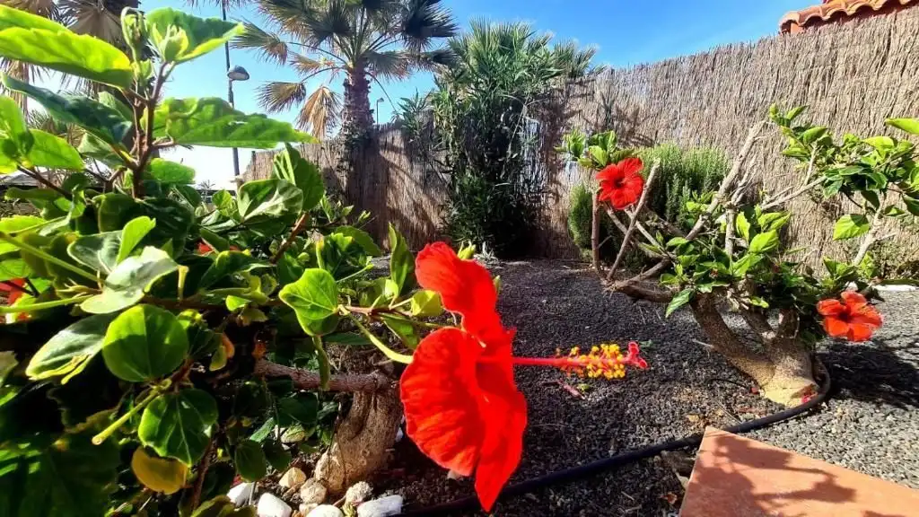 Jardí de Casa o xalet en venda en La Oliva amb Jardí privat i Piscina comunitària