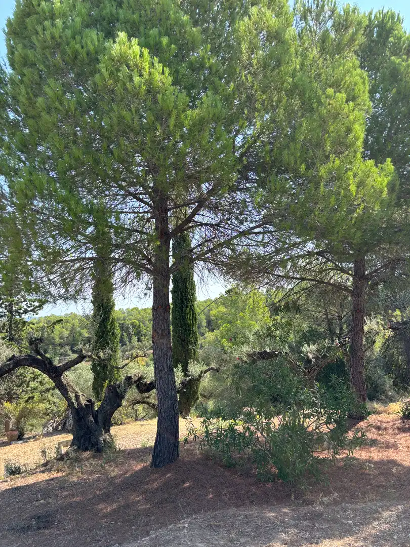 Rural land for sale in Carrer de la Muntanya, imagen 49