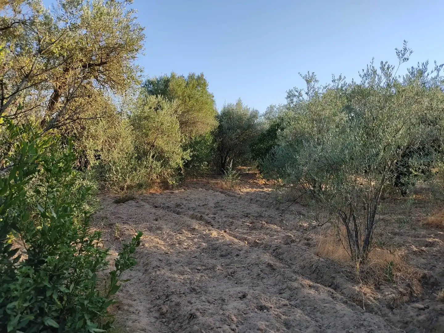 Casa o xalet en venda en Utrera amb Jardí privat i Piscina
