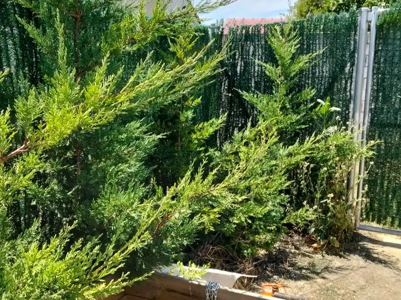 Jardín de Residencial en venta en Amayuelas de Arriba