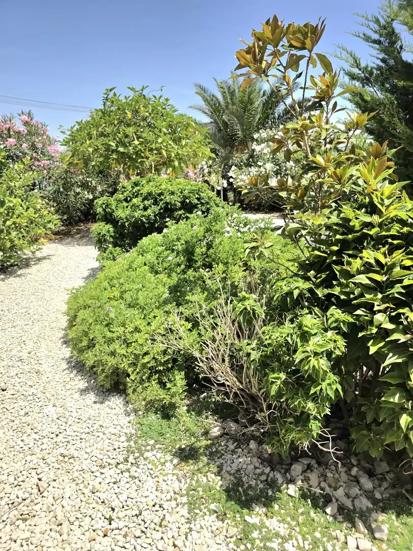 Jardí de Casa o xalet en venda en Torrevieja amb Aire condicionat, Jardí privat i Terrassa