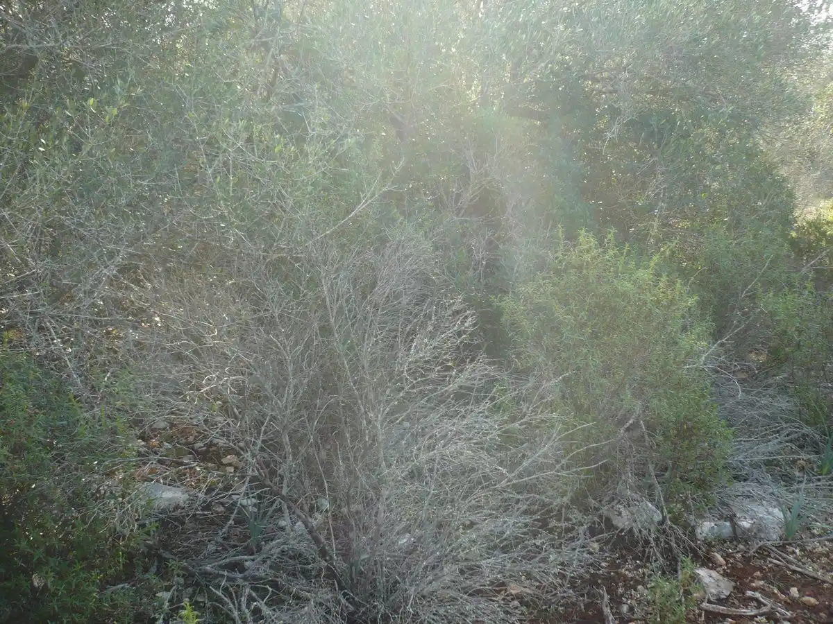 Terreno rustico in vendita a Ma-6014 Km 24, imagen 13