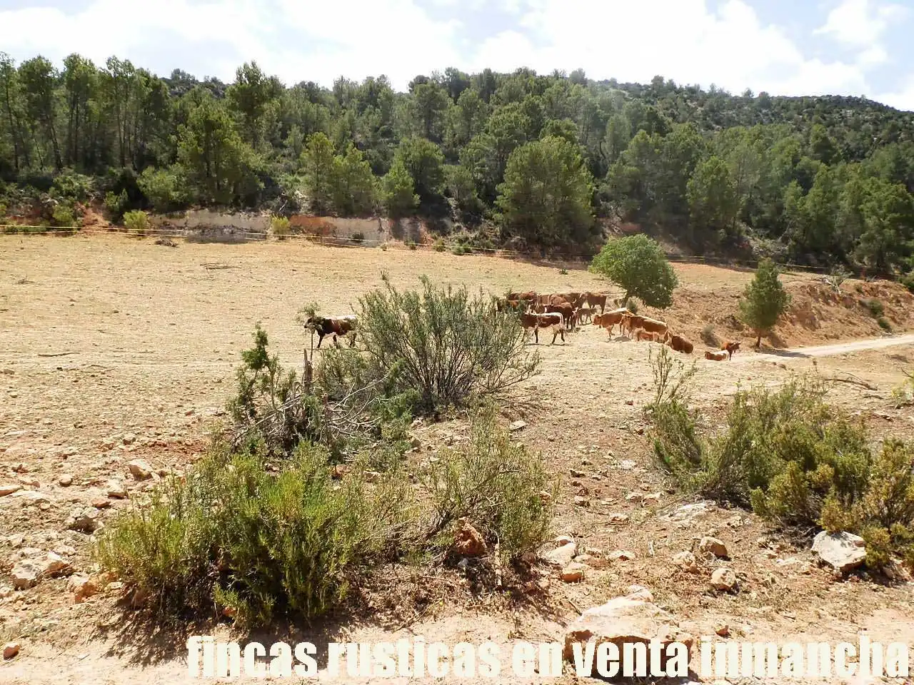 Rural land for sale in Letur, imagen 14