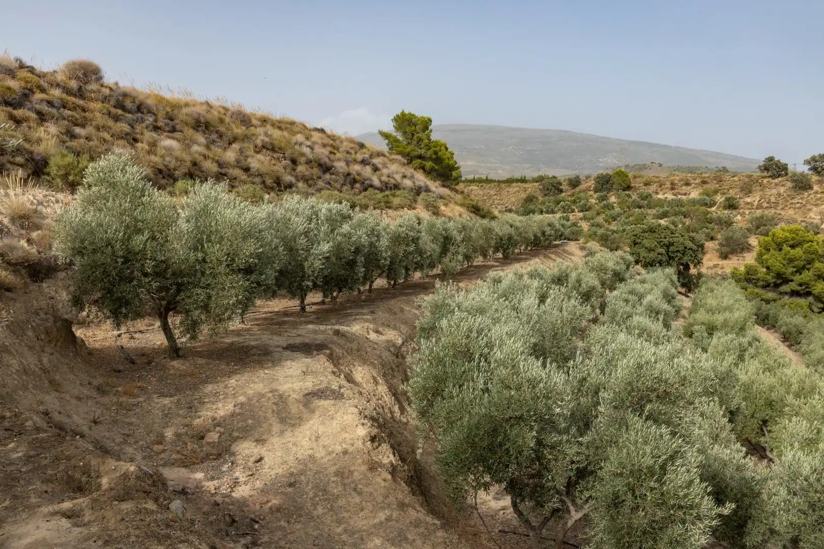 Land for sale in Lecrín