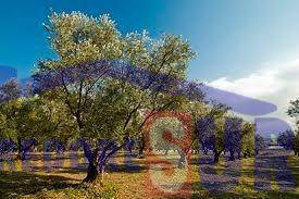 Finca rústica en Venta en Pedro Abad