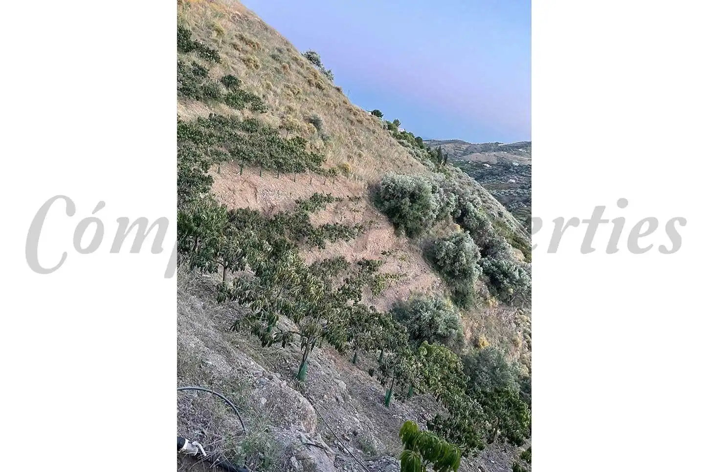 Terreno rústico en venta en Frigiliana, imagen 4