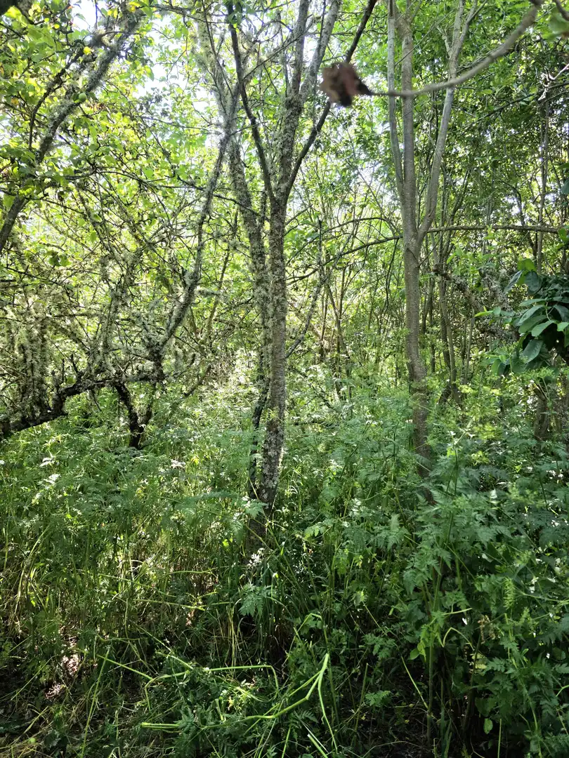 Casa o xalet en venda en Cervera de Pisuerga amb Calefacció i Jardí privat
