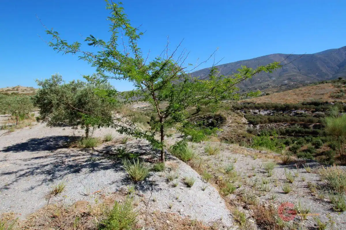 Finca rústica en venta en Los Tablones - La Garnatilla