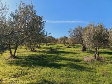 Terreno rustico in vendita a Tolox