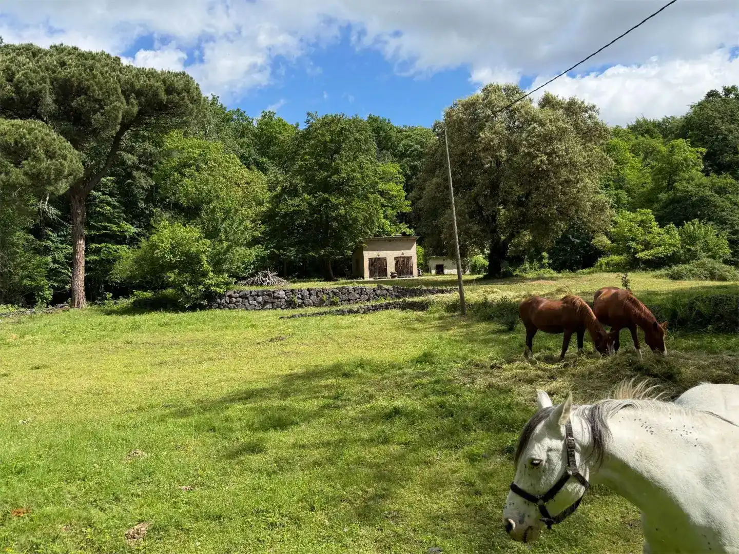 Pis en venda en Santa Pau amb Jardí privat i Traster