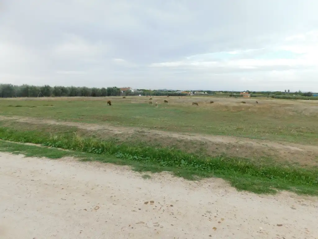 Terrain rustique à vendre à Don Benito, imagen 4