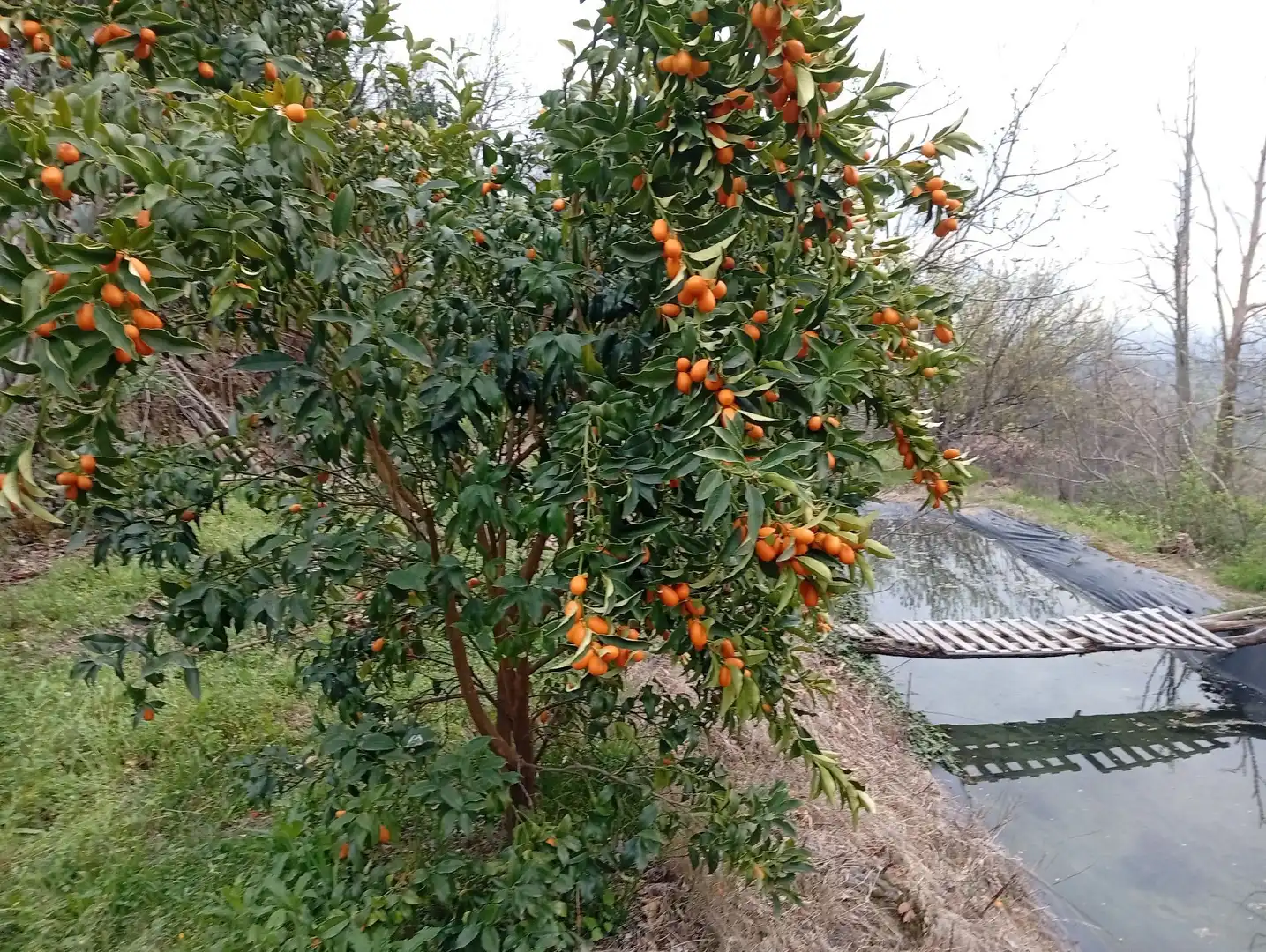 Terreni e lotti in vendita a Valverde de la Vera, imagen 89