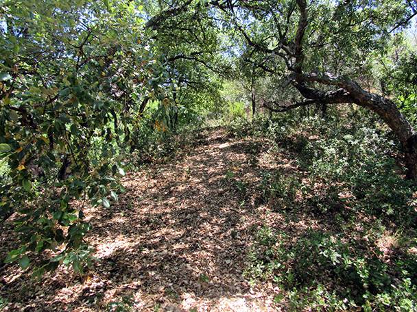 Finca rústica en Venta en Genalguacil