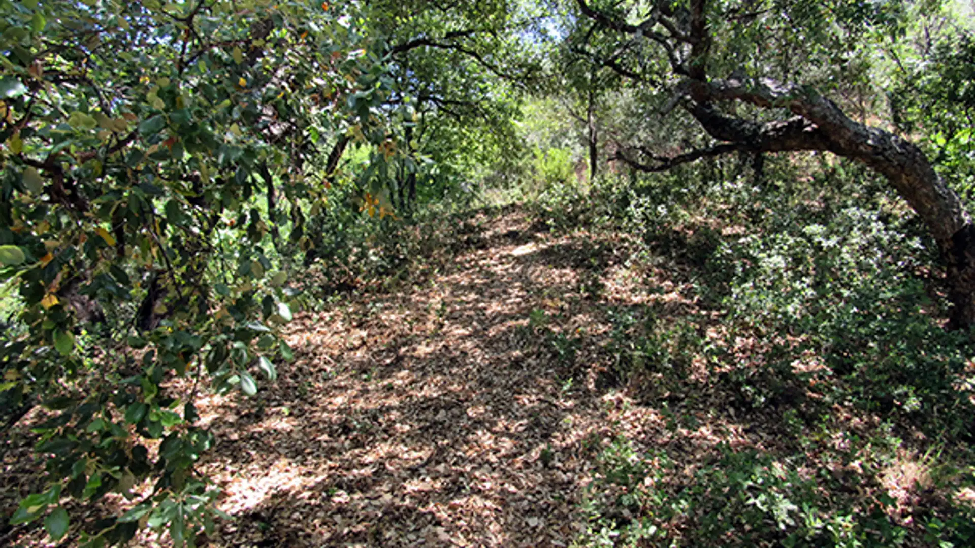 Finca rústica en venta en Genalguacil