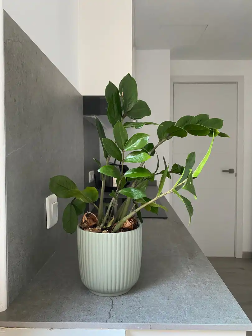 Jardí de Apartament de lloguer en  Palma de Mallorca
