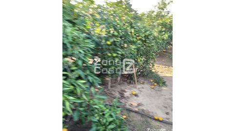 Finca Rustica  Venta Algemesí, imatge 4