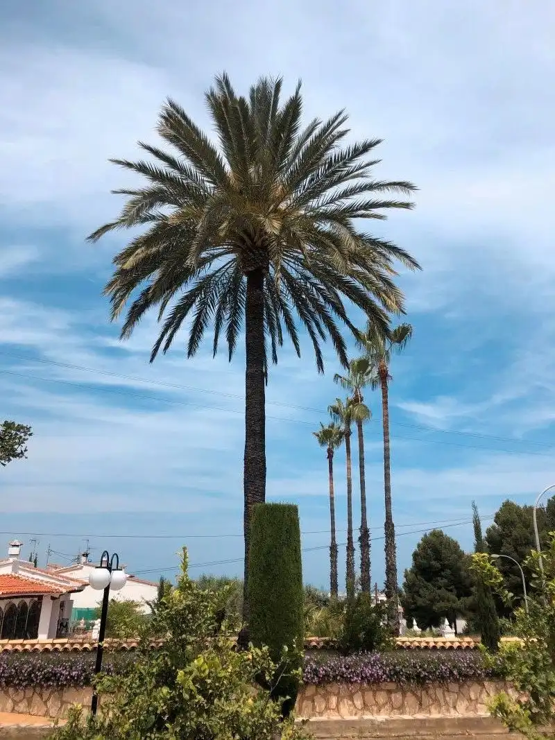 Villa mit Pool zum Verkauf in Oliva pueblo, imagen 17