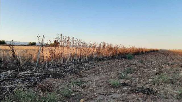 Terreno en Venta en LOS MONTES, polígono 504 parcela  3-10003 SN P 3-1 en Lucillos