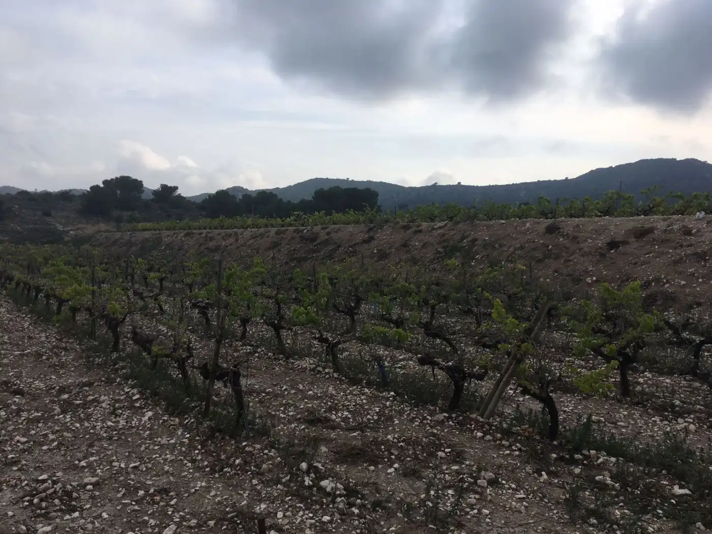 Residential land for sale in Novelda