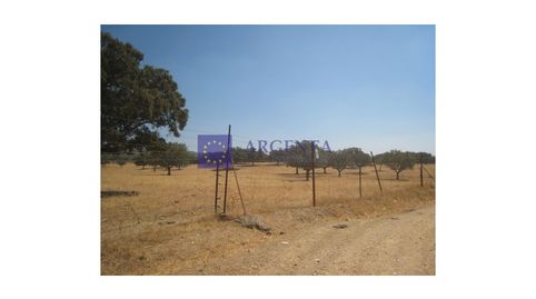 FINCA GANADERA DE UNAS 550 HECTÁREAS EN LA ZONA DE ALISEDA, imatge 3