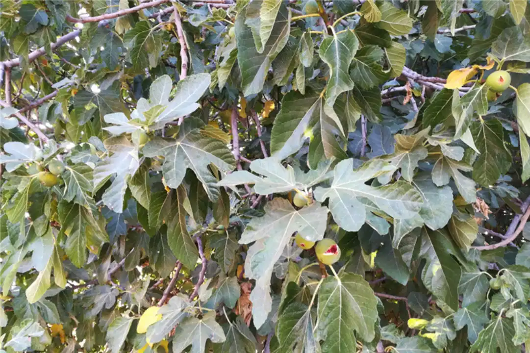 Terreno en venta en Zona Centro