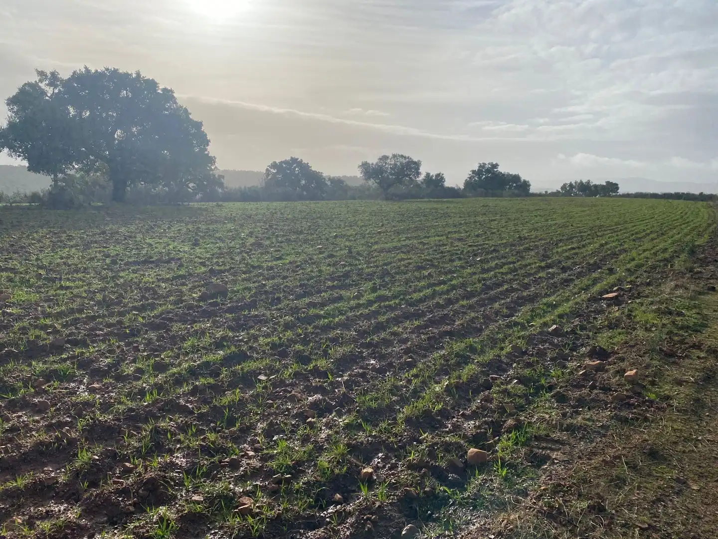 Terreno en venta en Anchuras