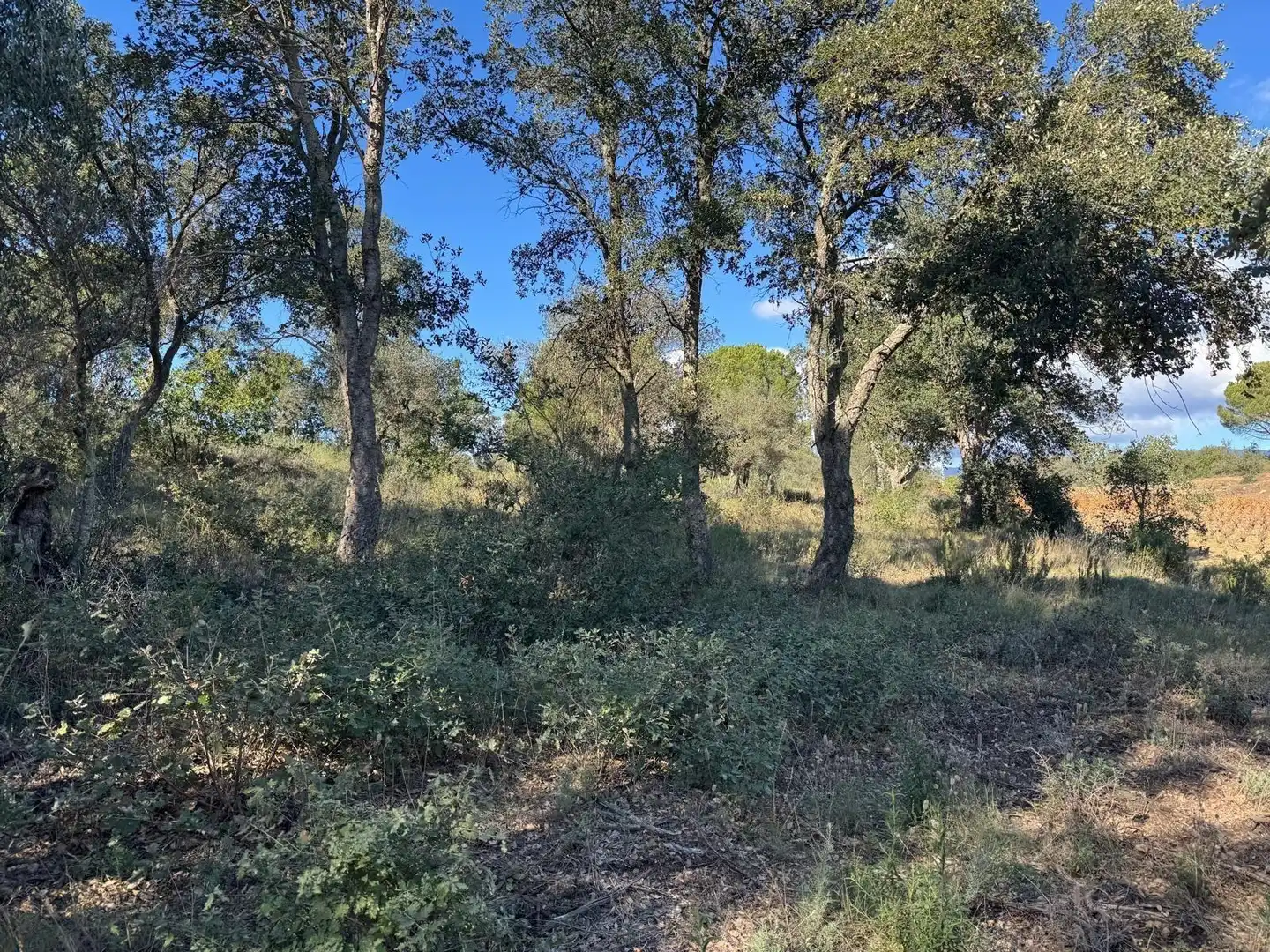 Rural land for sale in Rabós, imagen 11