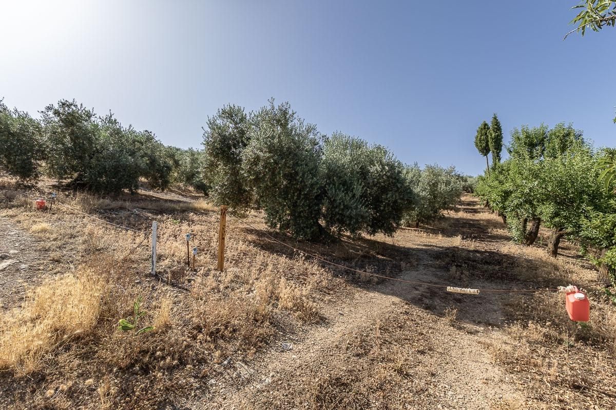 Land for sale in Montefrío